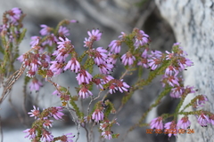 Erica glabella laevis