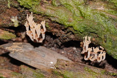 Artomyces austropiperatus