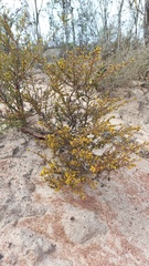 Marasmodes fasciculata