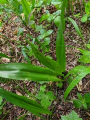 Colchicum umbrosum