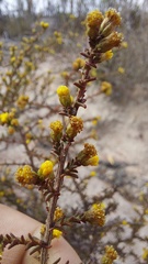 Marasmodes fasciculata