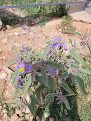 Solanum elaeagnifolium