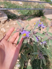 Solanum elaeagnifolium
