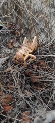 Hetrodes pupus