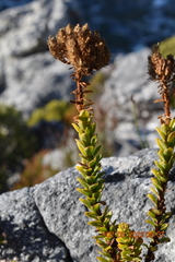 Pseudoselago pulchra