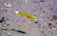 Bodianus bimaculatus