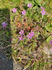 Erodium cicutarium