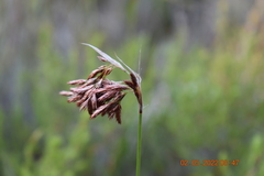Thamnochortus fruticosus