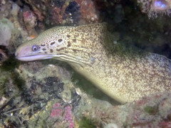 Gymnothorax cribroris