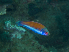 Cirrhilabrus solorensis