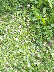 Bellis perennis