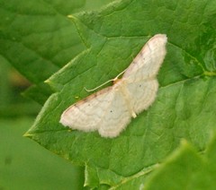 Idaea humiliata