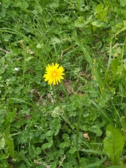 Taraxacum officinale