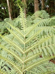 Pteris wallichiana