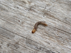 Iphthiminus serratus