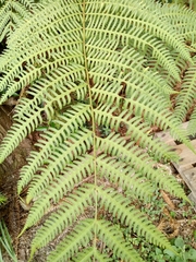 Pteris wallichiana