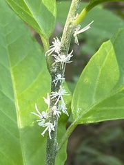 Ricania speculum