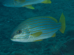 Plectorhinchus chrysotaenia