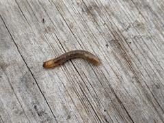 Iphthiminus serratus