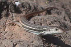 Psammodromus algirus