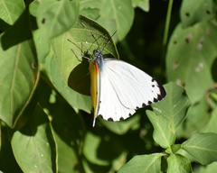 Belenois thysa thysa