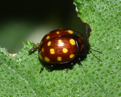 Chrysolina vigintimaculata