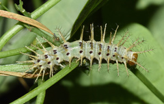 Acraea aganice aganice