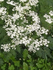 Anthriscus sylvestris