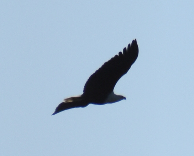 African FishEagle from Dawncrest, Westville, KZN, ZA on May 01, 2022