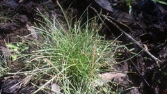 Eleocharis minuta