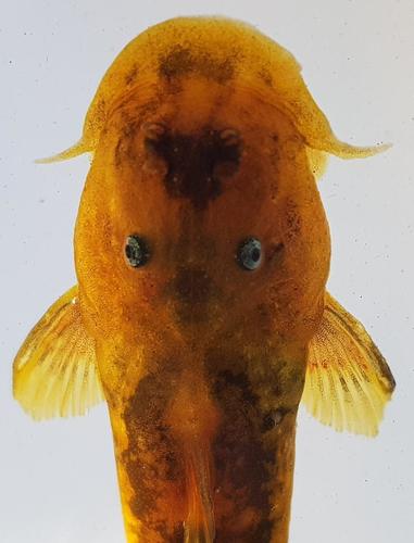 Limpopo rock catlet (Chiloglanis pretoriae) — Mochokidae — 5