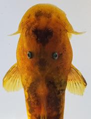 Chiloglanis pretoriae