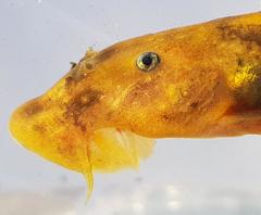 Chiloglanis pretoriae