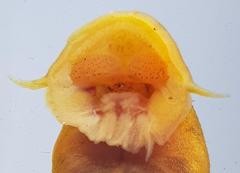 Chiloglanis pretoriae