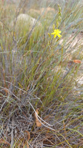 Bulbine cepacea (Bulbine cepacea)