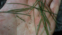 Eleocharis minuta