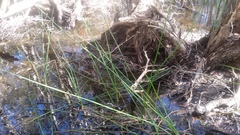 Machaerina articulata