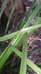 Cyperus lucidus