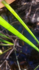 Machaerina articulata
