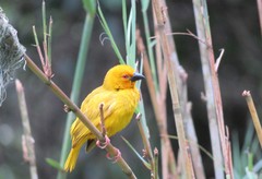 Ploceus subaureus subaureus