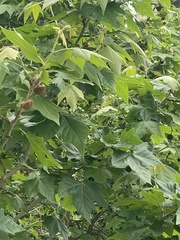 Magnoliopsida