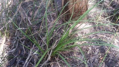 Cyperus lucidus