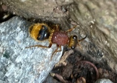 Mutillinae