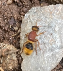 Mutillinae
