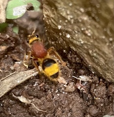 Mutillinae