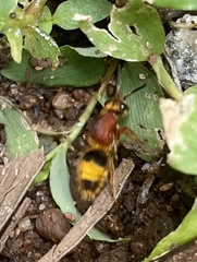 Mutillinae