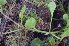 Centella eriantha eriantha