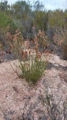 Thamnochortus punctatus