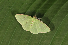 Lissochlora albociliaria