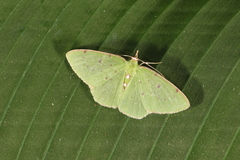 Lissochlora albociliaria